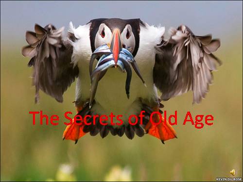 The secrets of old age