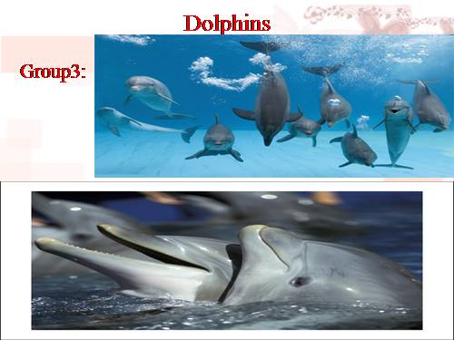 dolphins