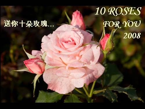 10 Roses for You