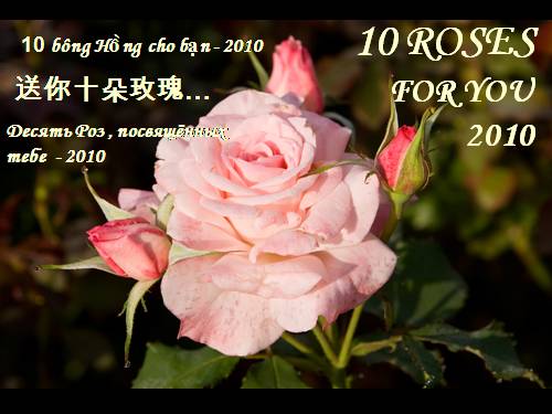 Ten Roses For You In 2010