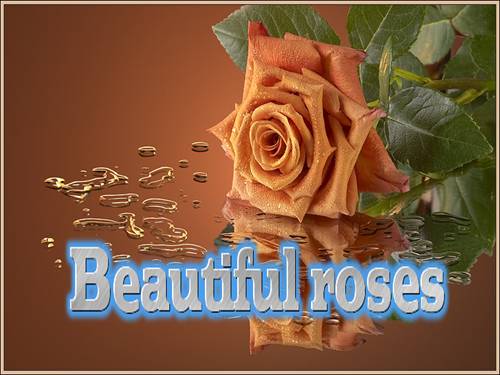 beautiful roses