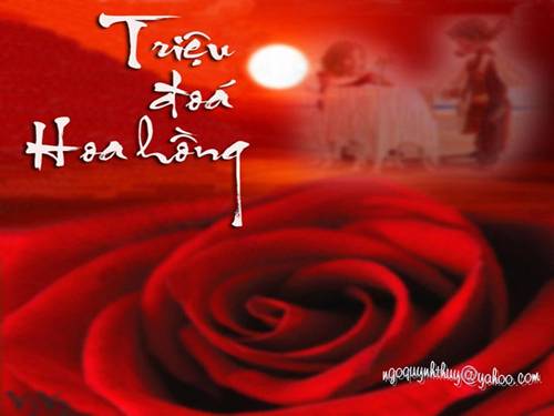 TRIỆU ĐÓA HỒNG