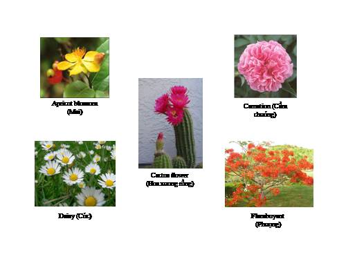 Vocabulary- Flowers in English names