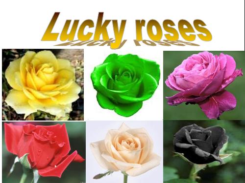 Lucky roses