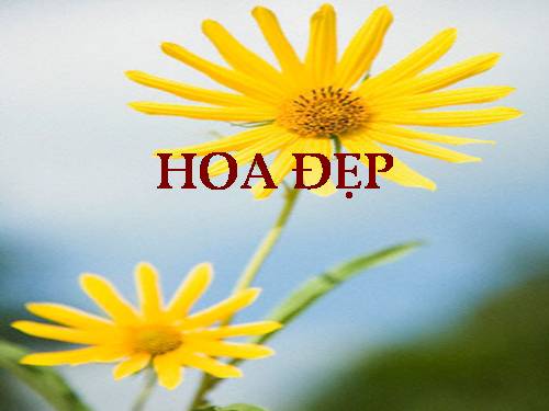 Bai TH5_Hoa dep