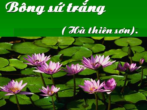 Bong su trang- Ha thien son
