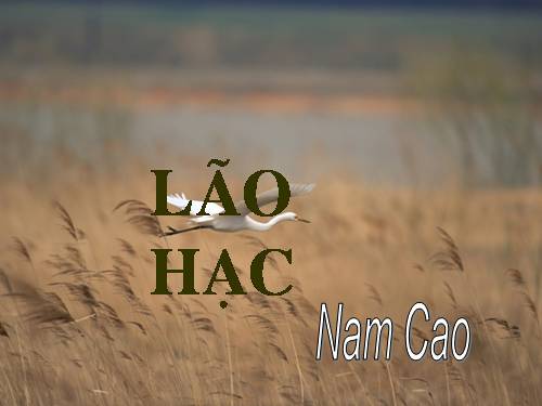 Bài 4. Lão Hạc