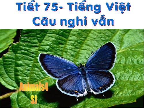 Bài 18. Câu nghi vấn