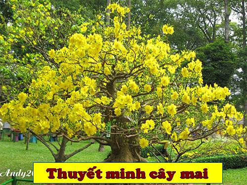 Bài 14. Luyện nói: Thuyết minh về một thứ đồ dùng