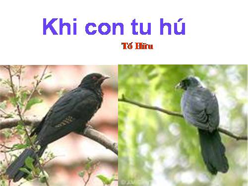 Bài 19. Khi con tu hú