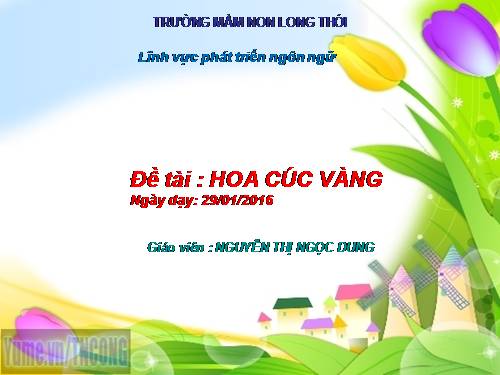 HOA CUC VANG