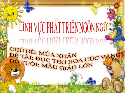 hoa cúc vàng