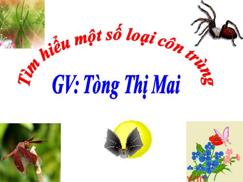 một sô con côn trùng