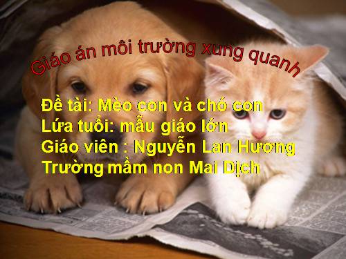 Bài giảng: Mèo con và cún con