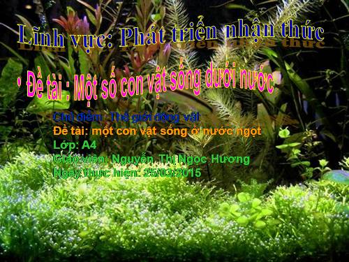 MỘT SỐ CON VẬT SỐNG DƯỚI NƯỚC