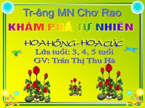 Khám phá hoa hồng - hoa cúc