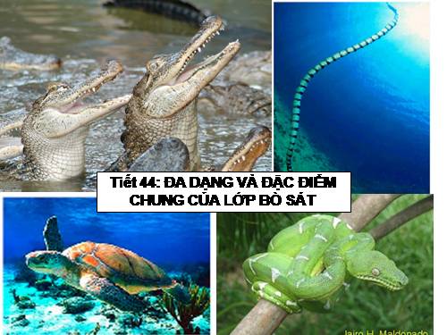 Đa dạng và đặc điểm chung lớp bò sát