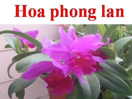 Hinh anh mot so loai hoa