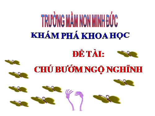 Khám phá chú bướm