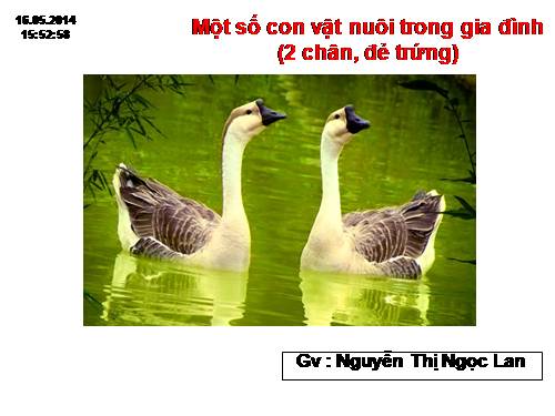 Bài 1 : Vật nuôi (2 chân)