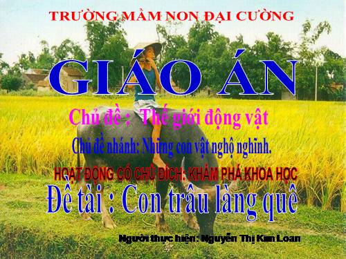 kham pha con trau