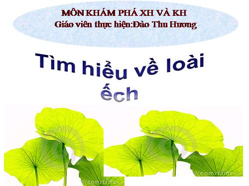 Tìm hiểu về loài ếch