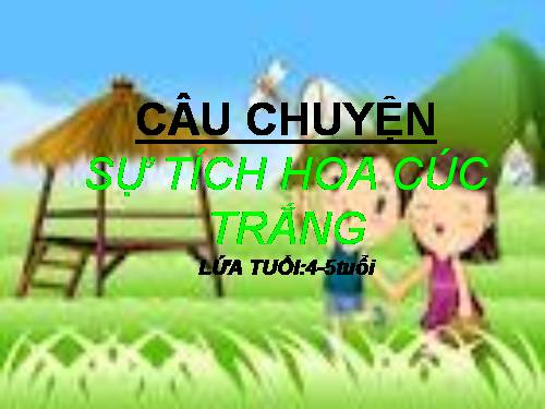 Bông hoa cúc trắng