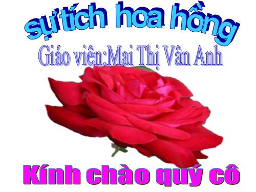 chuyen kể: su tich hoa hong