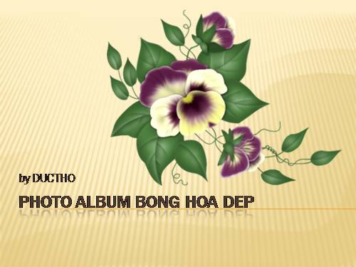 Photo Album BONG HOA DEP