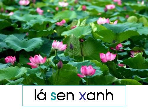 hoa sen