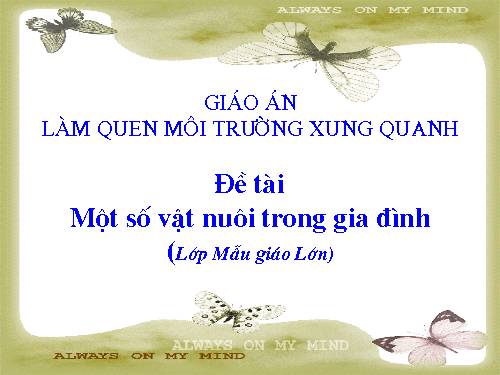 MTXQ: VAT NUÔI TRONG GIA ĐÌNH