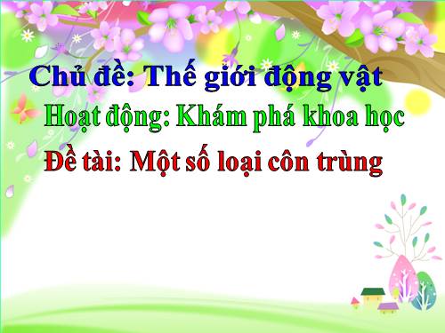 Thế giới côn trùng