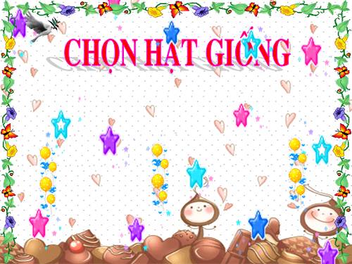 chon hat giong