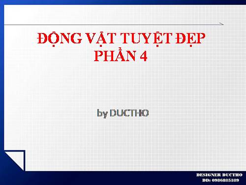 ĐỘNG VẬT TUYỆT ĐẸP PHẦN 4