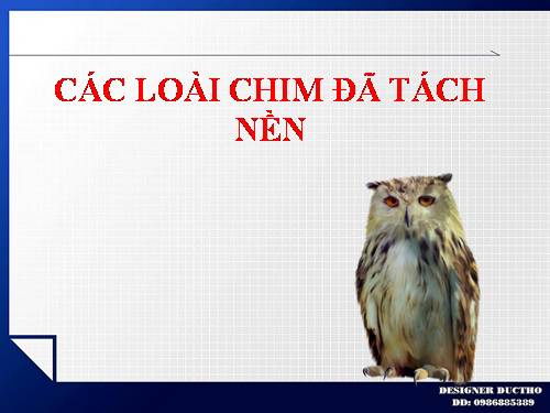 CÁC LOÀI CHIM ĐÃ TÁCH NỀN