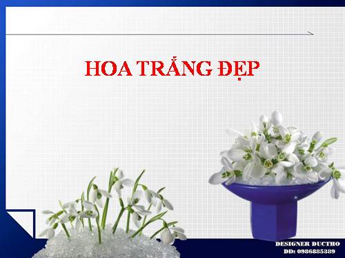 HOA TRẮNG ĐẸP