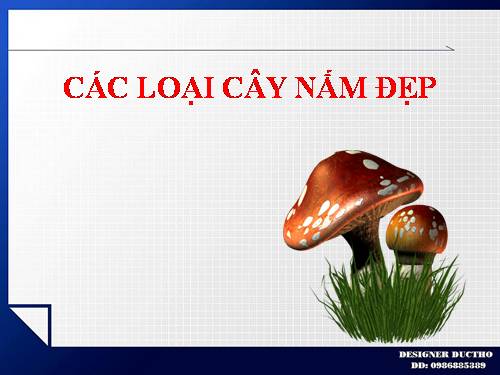 CÁC LOẠI CÂY NẤM ĐẸP