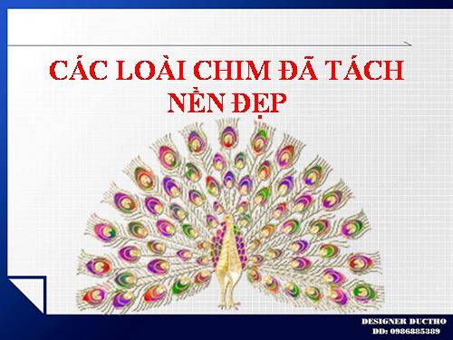 CÁC LOÀI CHIM ĐÃ TÁCH NỀN ĐẸP