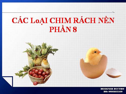 CÁC LoẠI CHIM RÁCH NỀN PHẦN 8