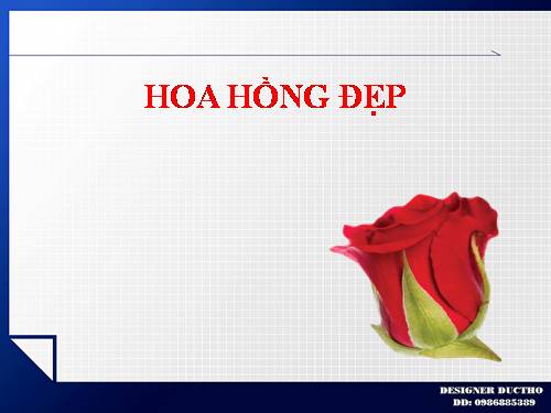 hoa hong dep