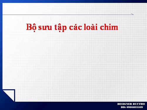 cac loai chim