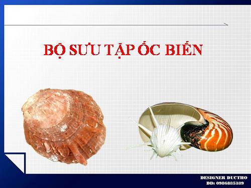 BỘ SƯU TẬP ỐC BIẾN