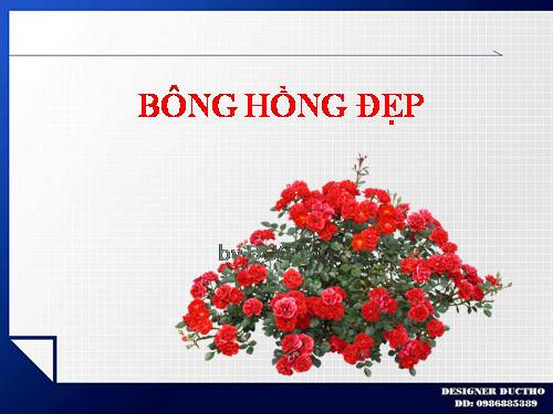 BÔNG HỒNG ĐẸP