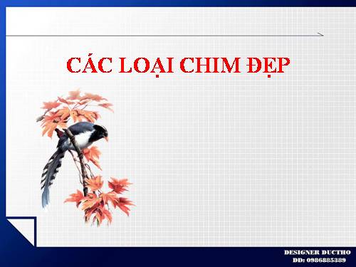 CÁC LOẠI CHIM ĐẸP