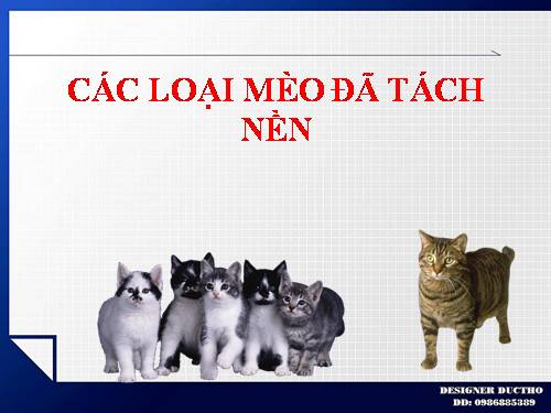 CÁC LOẠI MÈO ĐÃ TÁCH NỀN