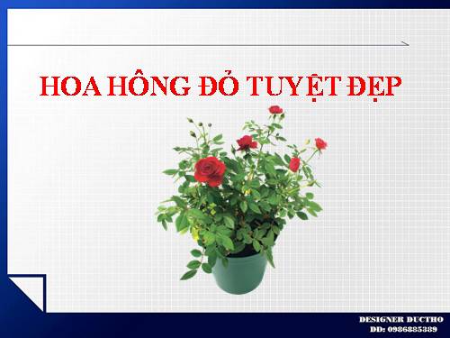 HOA HÔNG ĐỎ TUYỆT ĐẸP