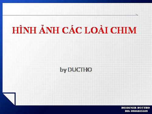 HÌNH ẢNH CÁC LOÀI CHIM