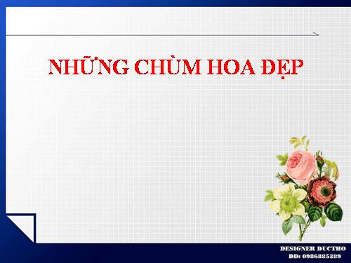 NHỮNG CHÙM HOA ĐẸP