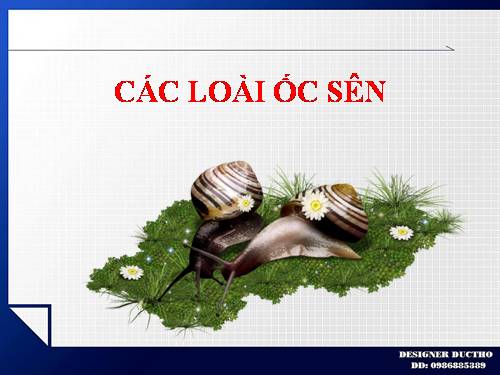 CÁC LOÀI ỐC SÊN