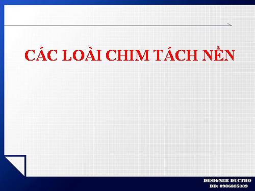 CÁC LOÀI CHIM TÁCH NỀN